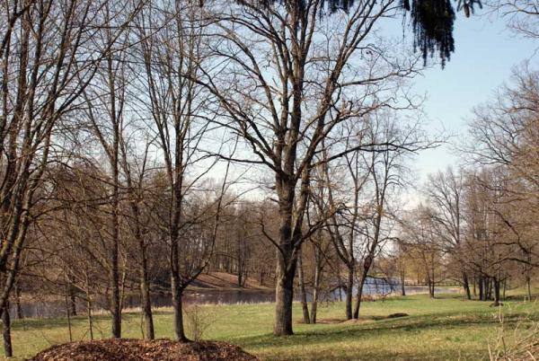 Pajiešmenių dvaras. Dvaro parko fragmentas. Almanto Laužadžio nuotrauka, 2009 [interaktyvus]. Prieiga per internetą: https://www.miestai.net/forumas/forum/bendrosios-diskusijos/miestai-ir-architekt%C5%ABra/dvarai-ir-pilys/8163-pajie%C5%A1men%C4%97s-dvaras-pasvalio-r?t=7917